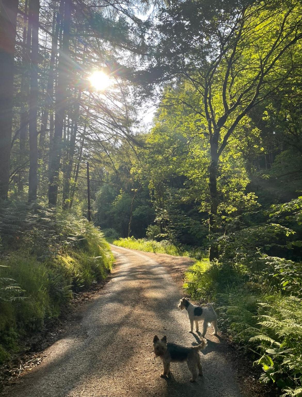 Bear Cottage, Tyn Y Cwm Eglwys-Fach Kültér fotó